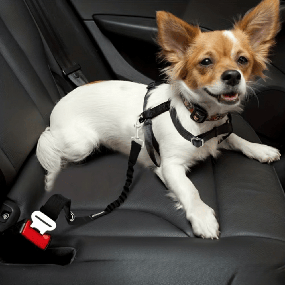 Hundegurt für das Auto