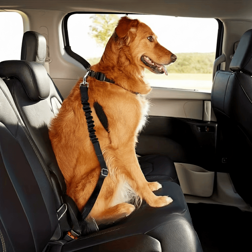 Hundegurt für das Auto
